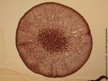 O008 10x.JPG